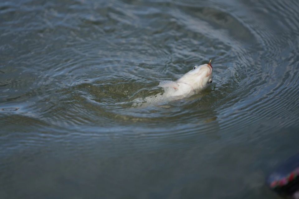 com, 双管齐下激, 凉爽的秋日 com, 双管齐下激, 凉爽的秋日